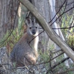 Notamacropus rufogriseus (Red-necked Wallaby) at Mount Ainslie - 16 Apr 2017 by roymcd