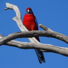 Platycercus elegans (Crimson Rosella) at Red Hill, ACT - 17 Apr 2017 by roymcd