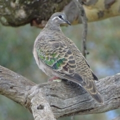 Phaps chalcoptera (Common Bronzewing) at Garran, ACT - 18 Apr 2017 by roymcd