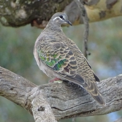 Phaps chalcoptera (Common Bronzewing) at Garran, ACT - 18 Apr 2017 by roymcd