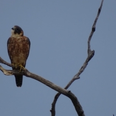 Falco longipennis (Australian Hobby) at Garran, ACT - 18 Apr 2017 by roymcd