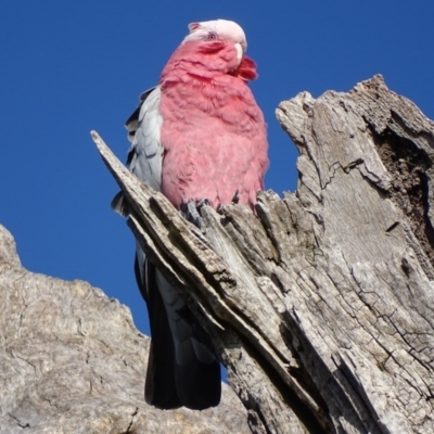 Eolophus roseicapilla (Galah) at Garran, ACT - 17 Apr 2017 by roymcd