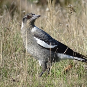 Gymnorhina tibicen at Red Hill, ACT - 14 Apr 2017