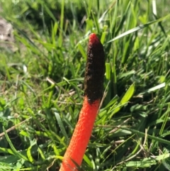 Phallus rubicundus (Phallus rubicundus) at Mount Ainslie to Black Mountain - 20 Apr 2017 by AaronClausen