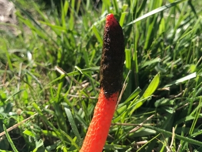 Phallus rubicundus (Phallus rubicundus) at Acton, ACT - 20 Apr 2017 by AaronClausen