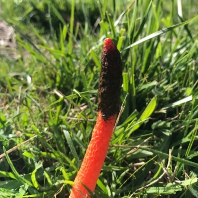 Phallus rubicundus (Phallus rubicundus) at Acton, ACT - 20 Apr 2017 by AaronClausen