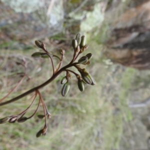 Dianella revoluta var. revoluta at Fadden, ACT - 30 Oct 2016 11:47 AM