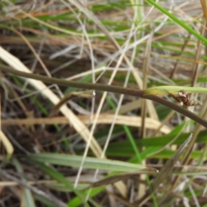 Dianella revoluta var. revoluta at Fadden, ACT - 30 Oct 2016 11:47 AM