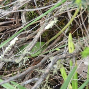 Glossodia major at Fadden, ACT - 30 Oct 2016