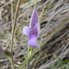 Glossodia major at Fadden, ACT - 30 Oct 2016