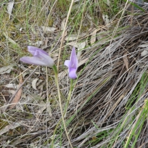 Glossodia major at Fadden, ACT - 30 Oct 2016