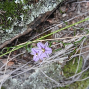 Thysanotus patersonii at Fadden, ACT - 30 Oct 2016