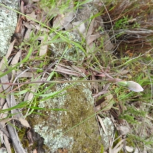 Thelymitra sp. at Fadden, ACT - suppressed