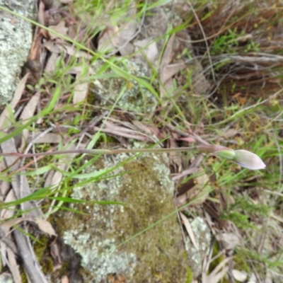 Thelymitra sp. (A Sun Orchid) at Wanniassa Hill - 30 Oct 2016 by RyuCallaway