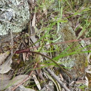 Thelymitra sp. at Fadden, ACT - suppressed