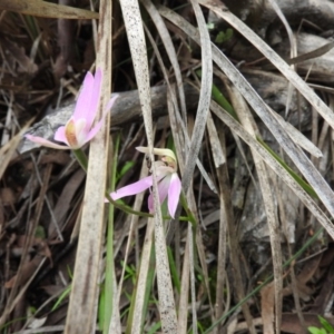 Caladenia carnea at Fadden, ACT - suppressed