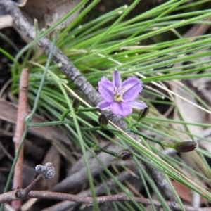 Thysanotus patersonii at Fadden, ACT - 30 Oct 2016