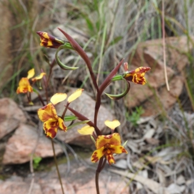 Diuris semilunulata (Late Leopard Orchid) at Wanniassa Hill - 30 Oct 2016 by RyuCallaway