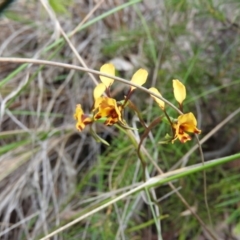 Diuris semilunulata (Late Leopard Orchid) at Wanniassa Hill - 30 Oct 2016 by RyuCallaway