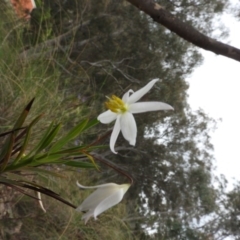 Stypandra glauca (Nodding Blue Lily) at Fadden, ACT - 30 Oct 2016 by RyuCallaway