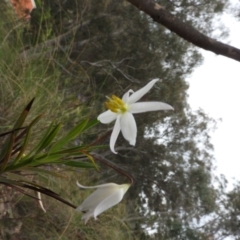 Stypandra glauca (Nodding Blue Lily) at Wanniassa Hill - 30 Oct 2016 by RyuCallaway