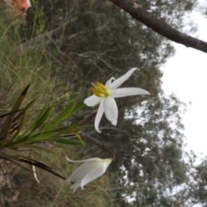 Stypandra glauca at Fadden, ACT - 30 Oct 2016