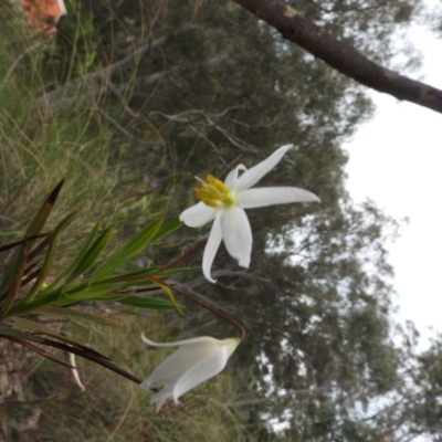 Stypandra glauca (Nodding Blue Lily) at Wanniassa Hill - 30 Oct 2016 by RyuCallaway