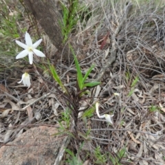 Stypandra glauca at Fadden, ACT - 30 Oct 2016 12:11 PM