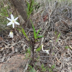 Stypandra glauca at Fadden, ACT - 30 Oct 2016