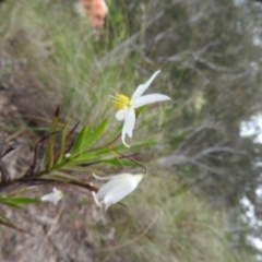 Stypandra glauca at Fadden, ACT - 30 Oct 2016