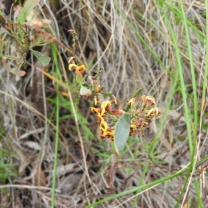 Daviesia mimosoides at Fadden, ACT - 30 Oct 2016 12:13 PM