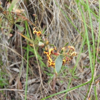 Daviesia mimosoides (Bitter Pea) at Wanniassa Hill - 30 Oct 2016 by RyuCallaway