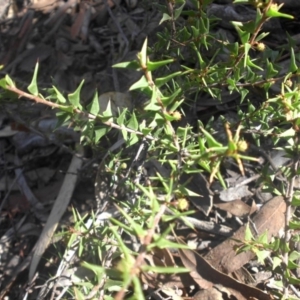 Acacia gunnii at Majura, ACT - 20 Apr 2017 11:38 AM