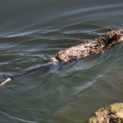Hydromys chrysogaster (Rakali or Water Rat) at Paddys River, ACT - 19 Apr 2017 by JohnBundock