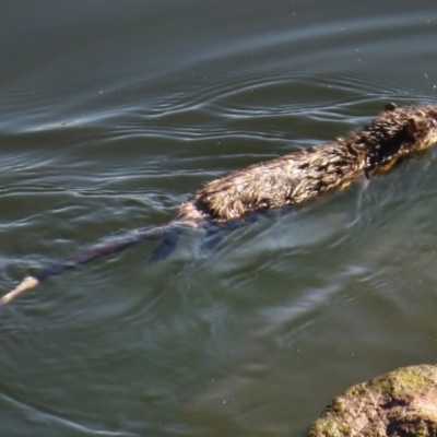 Hydromys chrysogaster (Rakali or Water Rat) at Cotter Reservoir - 19 Apr 2017 by JohnBundock