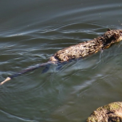 Hydromys chrysogaster (Rakali or Water Rat) at Lower Cotter Catchment - 19 Apr 2017 by JohnBundock