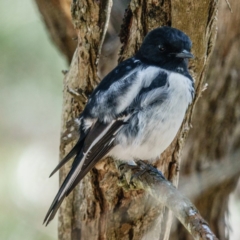 Melanodryas cucullata (Hooded Robin) at Wallaroo, NSW - 19 Apr 2017 by CedricBear