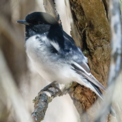 Melanodryas cucullata at Wallaroo, NSW - 19 Apr 2017