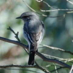 Melanodryas cucullata at Wallaroo, NSW - 19 Apr 2017