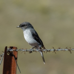 Melanodryas cucullata at Wallaroo, NSW - 19 Apr 2017