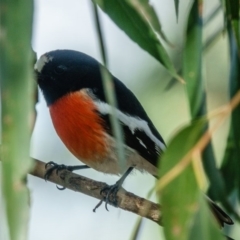 Petroica boodang (Scarlet Robin) at Gungahlin, ACT - 19 Apr 2017 by CedricBear