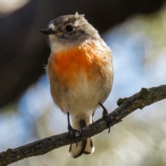 Petroica boodang (Scarlet Robin) at Wallaroo, NSW - 19 Apr 2017 by CedricBear