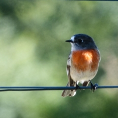 Petroica boodang (Scarlet Robin) at Sutton, ACT - 19 Apr 2017 by CedricBear