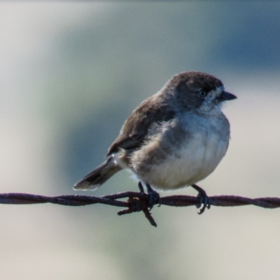 Aphelocephala leucopsis (Southern Whiteface) at Wallaroo, NSW - 19 Apr 2017 by CedricBear