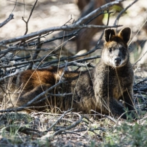 Wallabia bicolor at Gungahlin, ACT - 19 Apr 2017