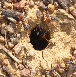 Iridomyrmex purpureus at Majura, ACT - 16 Apr 2017