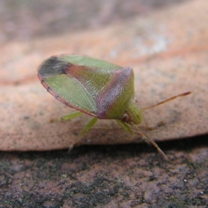 Cuspicona carneola at Kambah, ACT - 21 Apr 2017