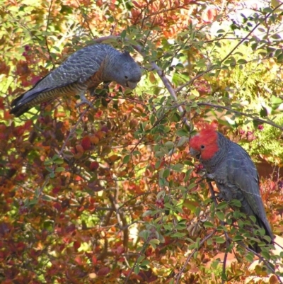 Callocephalon fimbriatum (Gang-gang Cockatoo) at Kambah, ACT - 20 Apr 2017 by MatthewFrawley