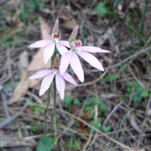 Caladenia carnea at Bungonia, NSW - 12 Oct 2016