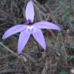 Glossodia major at Bungonia, NSW - 12 Oct 2016